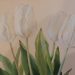 White Tulips #1