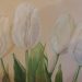 White Tulips #2