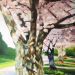 Cherry Blossom Trees 2021 #2