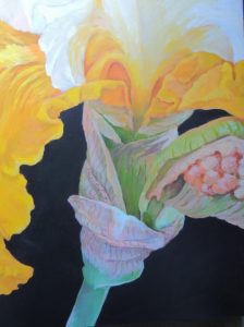 Yellow Iris #2